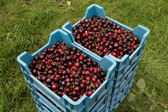 Plastic containers with freshly harvested ripe cherries for sale