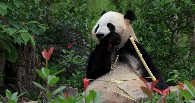 One giant panda eating bamboo in the zoo