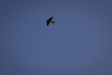 Rauchschwalbe im Überflug