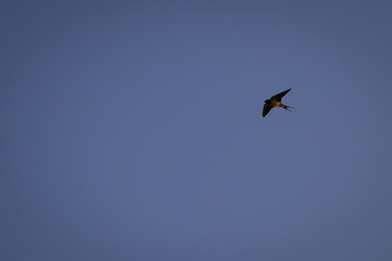 Rauchschwalbe im Überflug