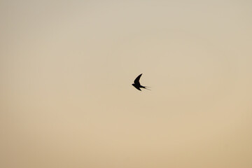 Rauchschwalbe im Überflug