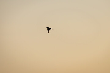 Rauchschwalbe im Überflug