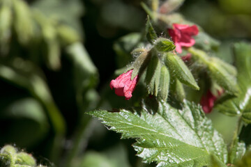 Flower of the lungwort Pulmonaria rubra