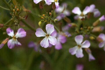 Flower of a wild radish, Raphanus raphanistrum