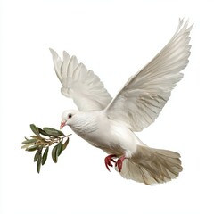 Fototapeta premium white dove in flight on a white background with an olive branch