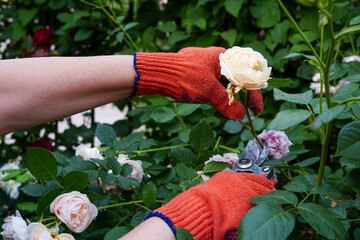 A gardener wearing bright orange gloves is trimming a cream-colored rose using pruning shears in a lush green garden