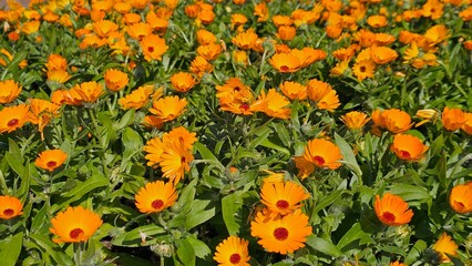 Sweden. Calendula is a genus of about 15–20 species of annual and perennial herbaceous plants in...