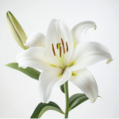white lily flower