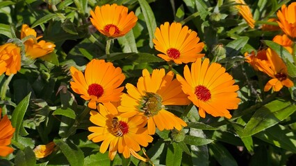 Sweden. Calendula is a genus of about 15–20 species of annual and perennial herbaceous plants in...