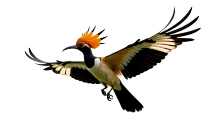 Eurasian hoopoe displays vibrant colors with wings lifted and crest raised in mid-flight during bright daylight