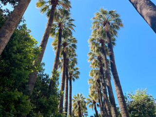 Side view of tall palm trees against a bright sky 