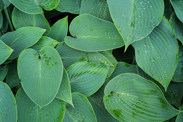 Close-up of vibrant green leaves with water droplets after a summer rain