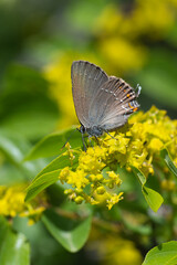 
Lycaenidae / Büyük Sevbeni / Ilex Hairstreak / Satyrium ilicis