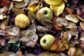 flora, fauna, leaves, plants, fungus, fruits, ducks at chilean patagonia