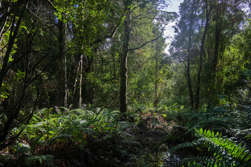 flora, fauna, leaves, plants, fungus, fruits, ducks at chilean patagonia