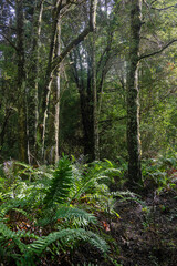 Obraz premium flora, fauna, leaves, plants, fungus, fruits, ducks at chilean patagonia