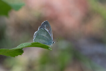 
Lycaenidae / Kutsal Mavi / Holly Blue / Celastrina argiolus