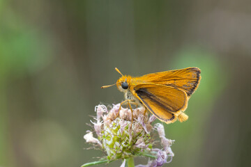 Hesperiidae / Sarı Antenli Zıpzıp / Small Skipper / Thymelicus sylvestris