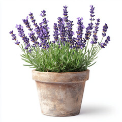 Fototapeta premium lavender flowers in a pot