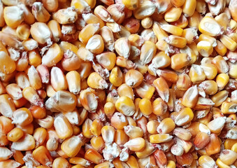 Close-up of scattered corn kernels