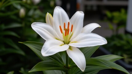 Obraz premium A vibrant white lily with orange stamen opens its petals in a lush garden. The bright afternoon sunlight enhances the flowers beauty among lush greenery