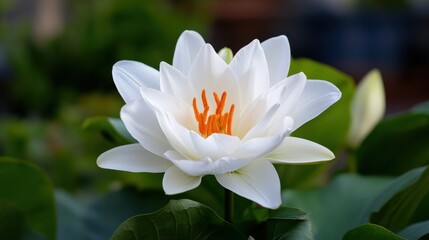 A stunning white lotus flower with vibrant orange center petals is fully blooming in a tranquil pond surrounded by lush green leaves under bright daylight