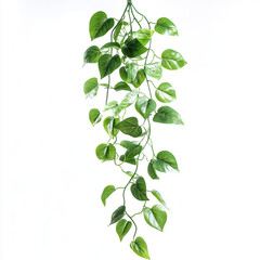 green leaves isolated on white
