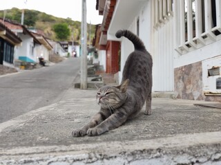 cat on the street