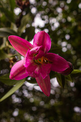 Pink Lilium. Close up of an endemic flower in Bogotá, Colombia. Beautiful Flower with vibrant pink...