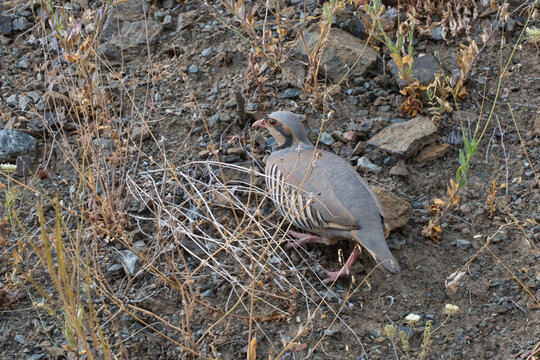Kınalı keklik &raquo; Chukar Partridge &raquo; Alectoris chukar