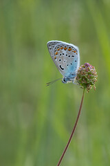 
Lycaenidae / Çokgözlü Mavi / Common Blue / Polyommatus icarus