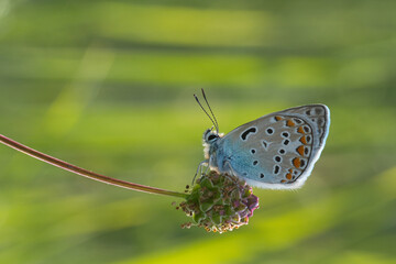 
Lycaenidae / Çokgözlü Mavi / Common Blue / Polyommatus icarus