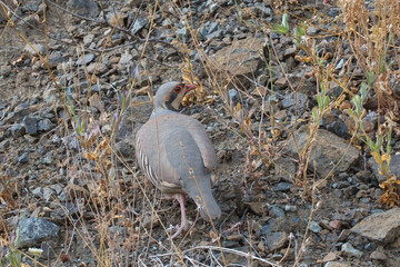 Obraz premium Kınalı keklik » Chukar Partridge » Alectoris chukar