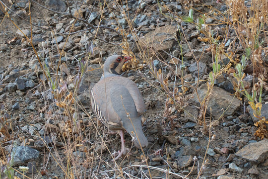 Kınalı keklik &raquo; Chukar Partridge &raquo; Alectoris chukar
