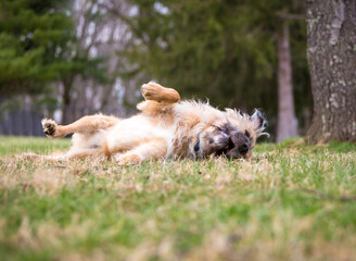 An Otterhound dog rolling in the grass