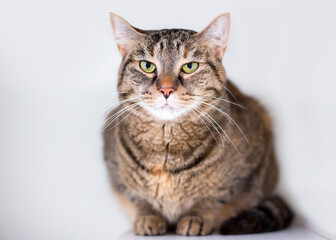 A tabby shorthair cat in a crouching position with a serious expression