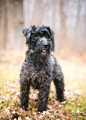 A black Schnauzer x Poodle mixed breed dog