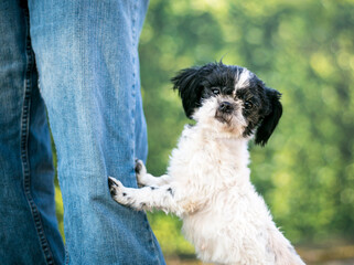 A Shih Tzu mixed breed dog jumping up on a person's leg