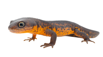 Leopard gecko isolated on white background, a small, orange, brown, and green reptile with a distinctive tail, captured in a close-up, macro shot