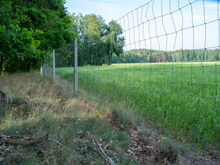 Metal mesh separating the field from the forest.