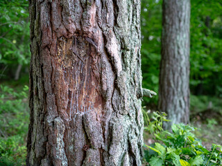 Damaged pine bark, resin leaking from the trunk. Spring time.	