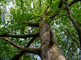 Trunk and branches with leaves of an oak tree during a summer day.