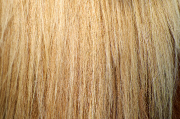 texture of a wool animal lama background brown