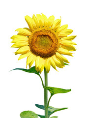Obraz premium Sunflower isolated on white background. Sun symbol.