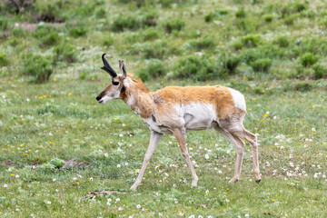 American pronghorn antelope walking to the side with head up on grassy field in Montana or Wyoming