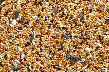 Budgies food background texture. bird cereal seed mixture.
