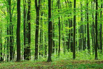Forest trees. Nature green wood sunlight backgrounds