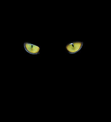Orange cat eyes glow in the dark on a black background.