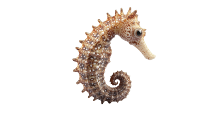 Golden mythical Chinese dragon seahorse statue on a white background