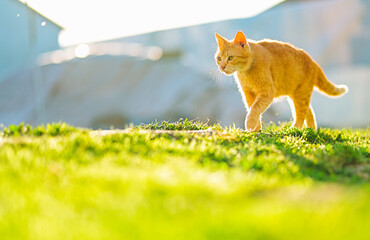 Orange Cat Walking Through Sunlit Garden